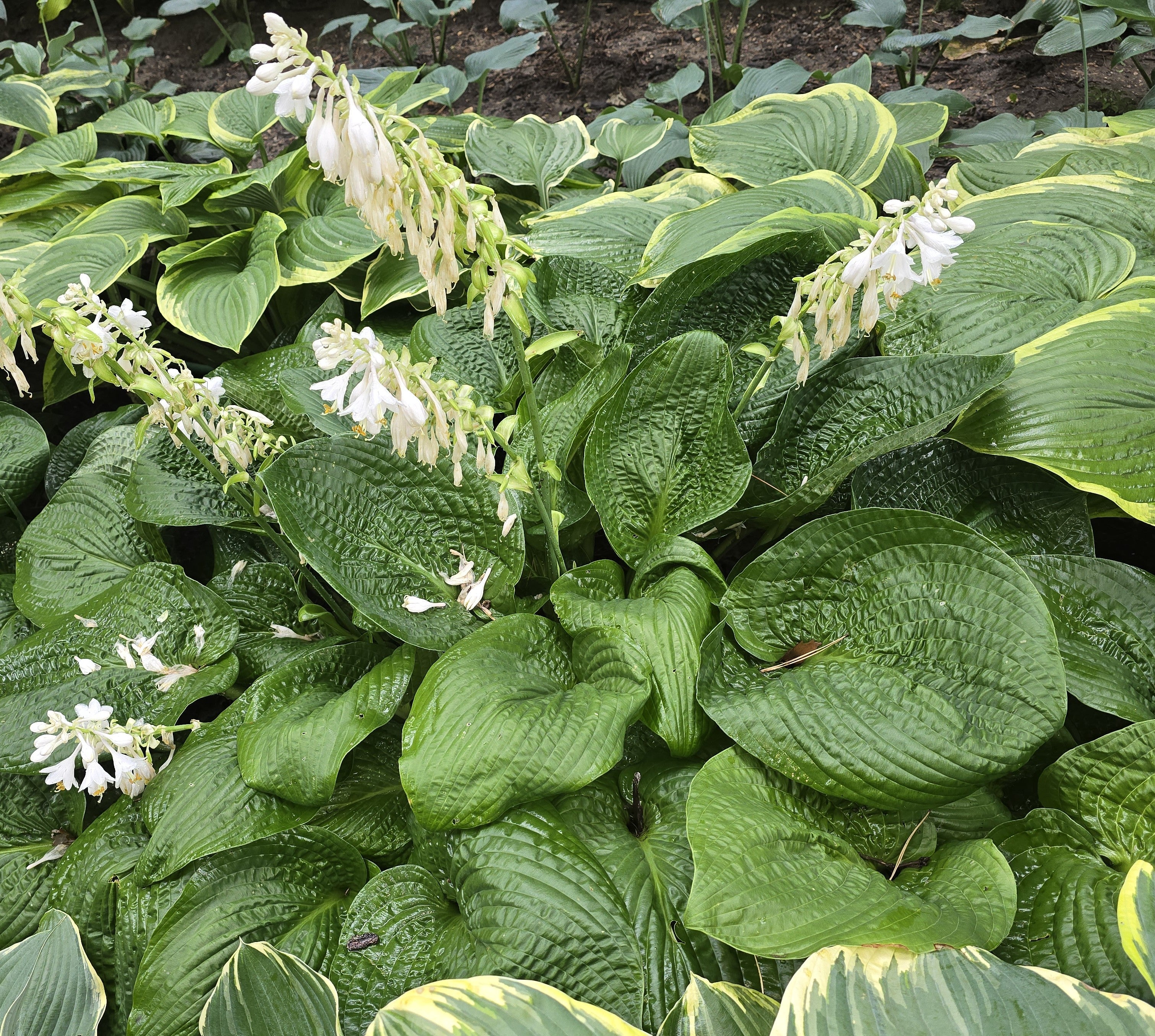 Hosta 'Abiqua Recluse'