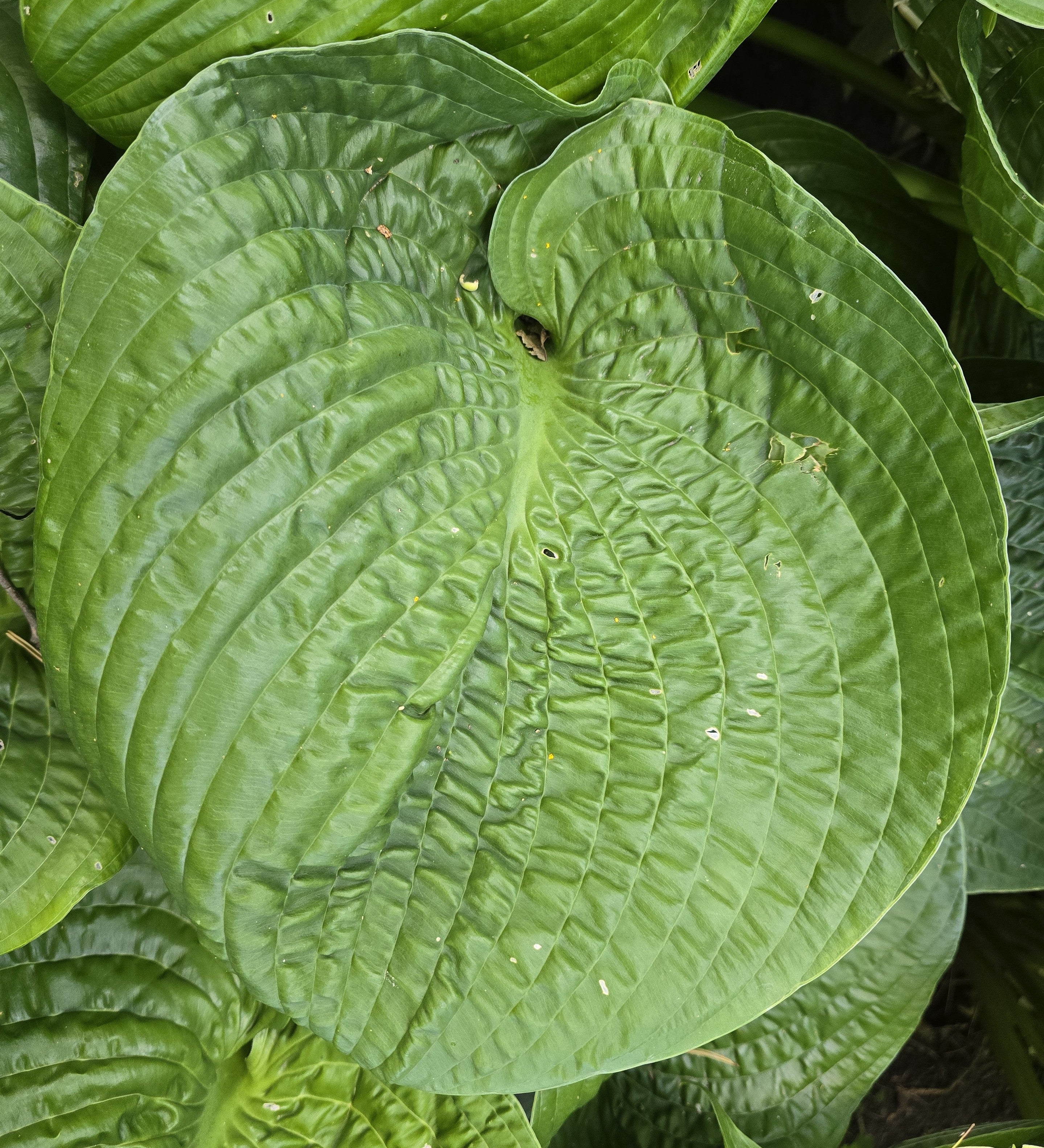Hosta 'Abiqua Recluse'
