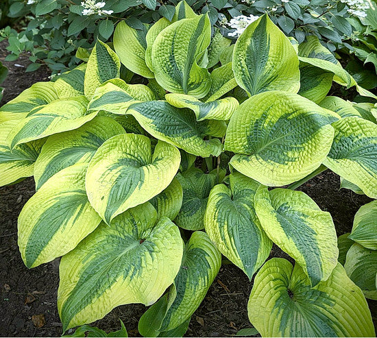 Hosta 'Afterglow'