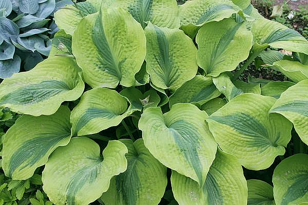 Hosta 'Afterglow'