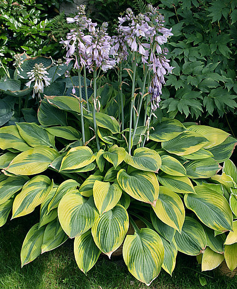 Hosta 'Alex Summers'