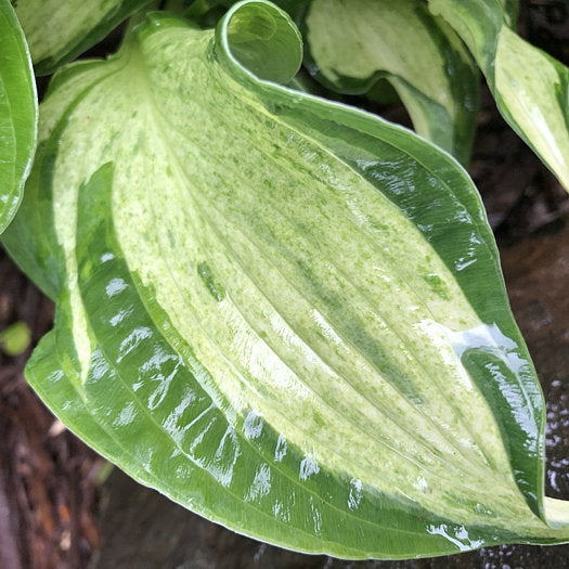 Hosta 'Allegan Fog'
