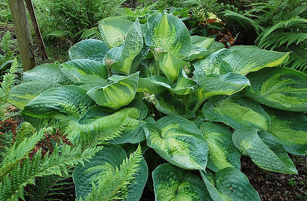 Hosta 'Alligator Alley'
