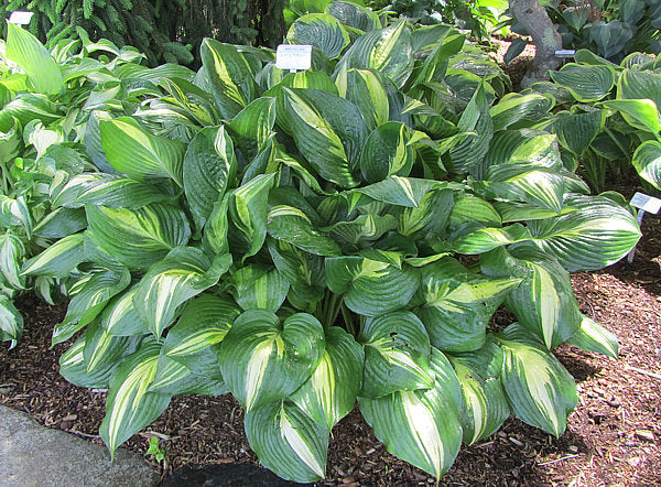 Hosta 'American Sweetheart'