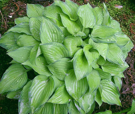 Hosta 'Amy Elizabeth'