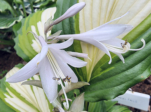 Hosta 'Angel Falls'