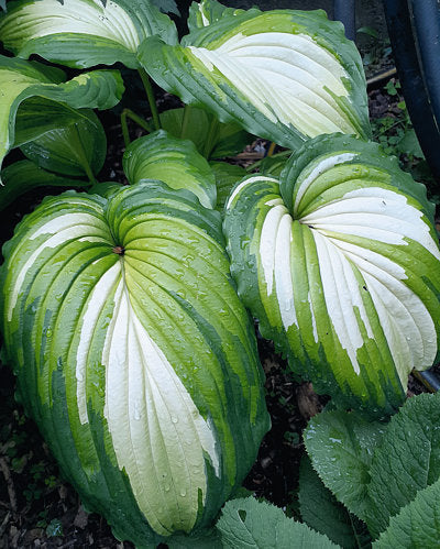 Hosta 'Angel Falls'