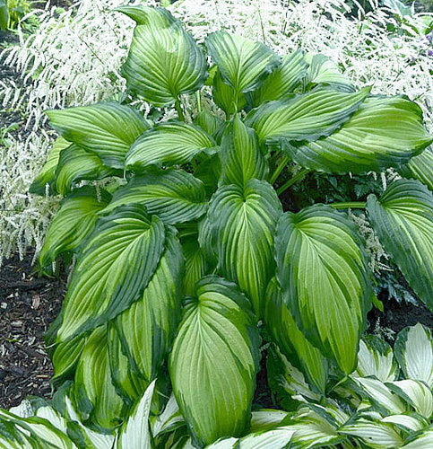 Hosta 'Angel Falls'