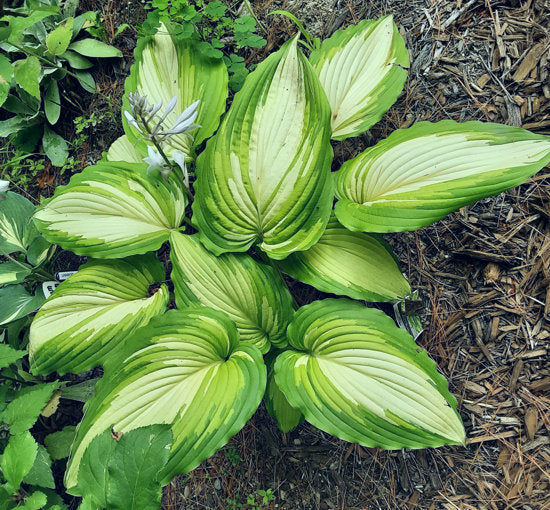 Hosta 'Angel Falls'