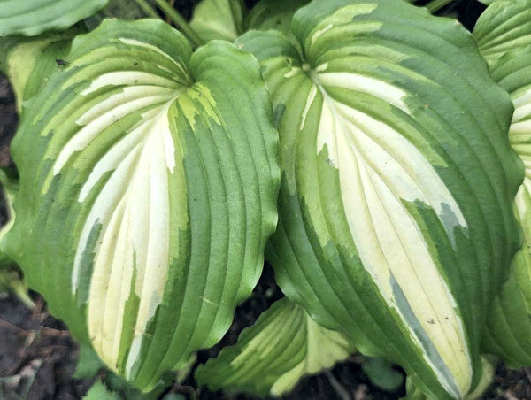 Hosta 'Angel Falls'