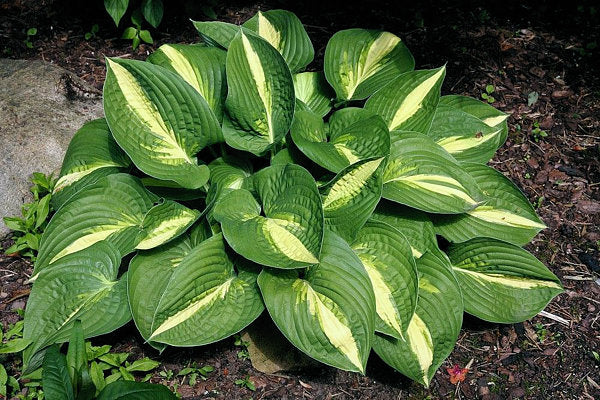 Hosta 'Ann Kulpa'