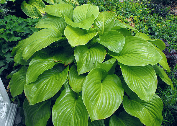 Hosta 'Aphrodite'