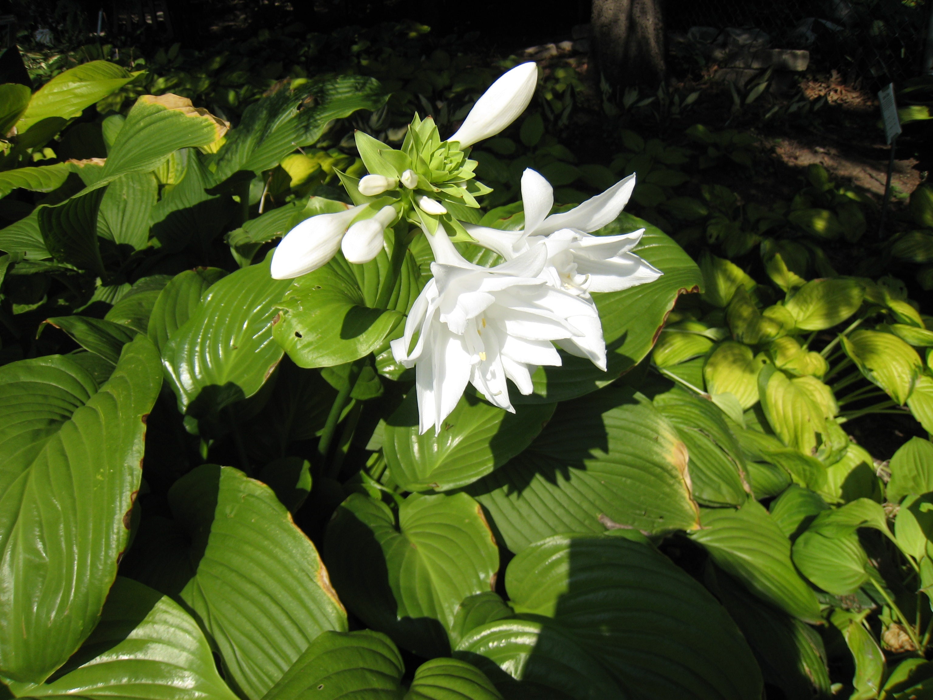 Hosta 'Aphrodite'