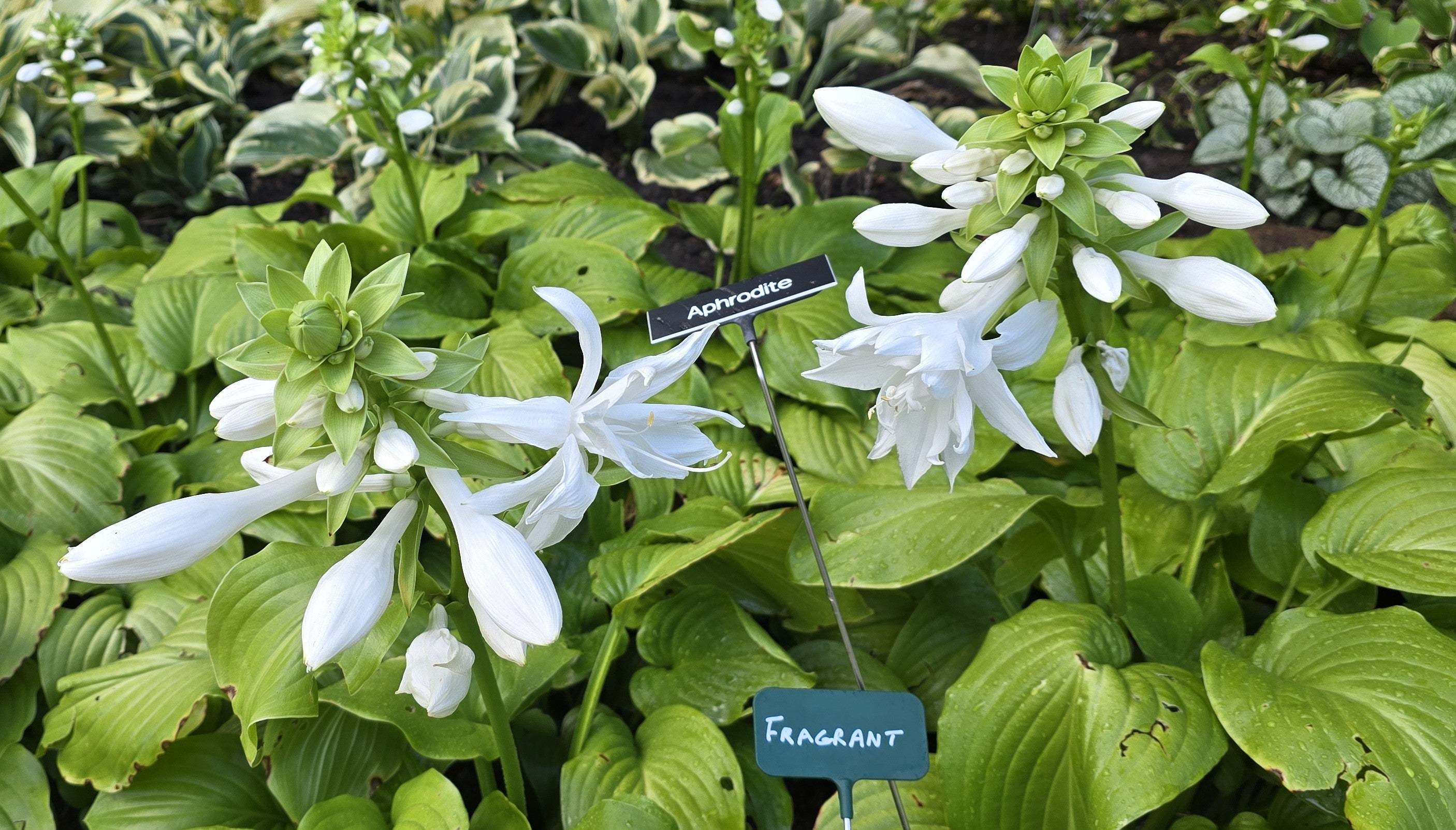 Hosta 'Aphrodite'