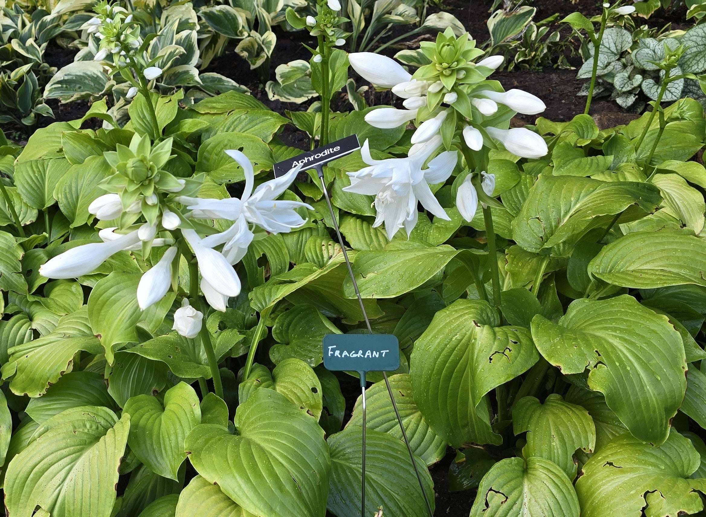 Hosta 'Aphrodite'