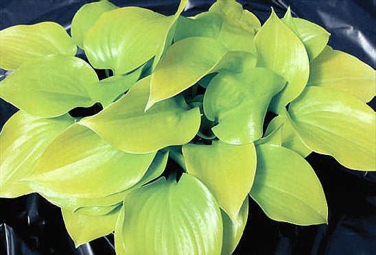Hosta 'Appletini'