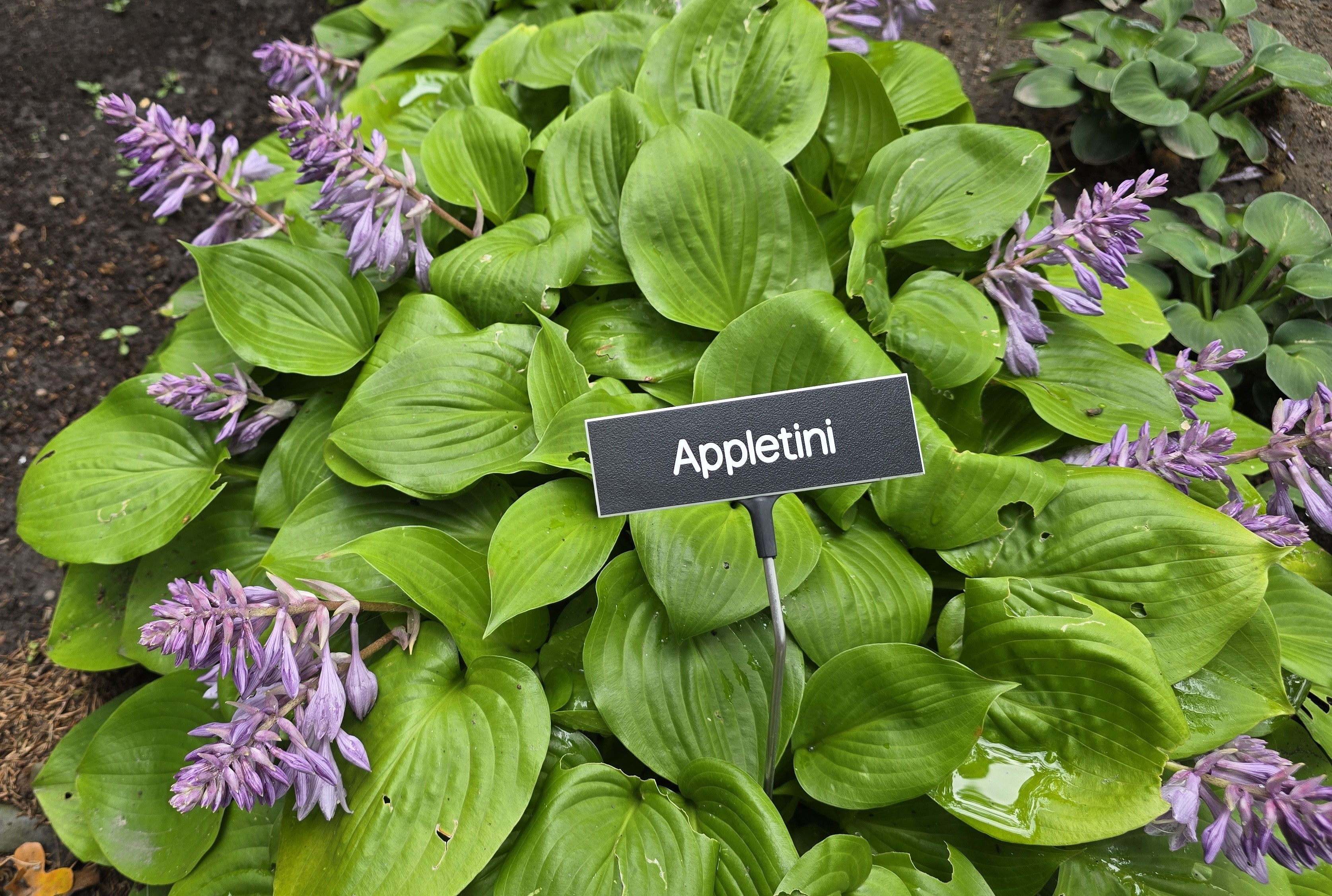 Hosta 'Appletini'