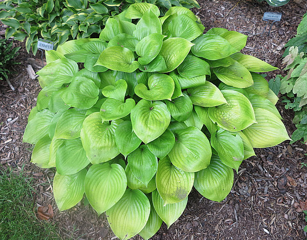 Hosta 'Appletini'