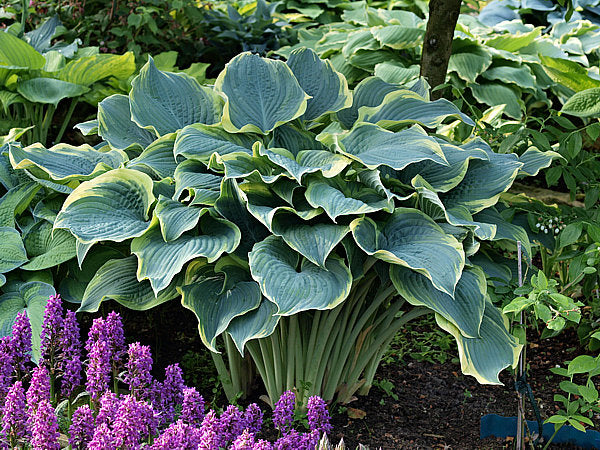 Hosta 'Arc de Triomphe'