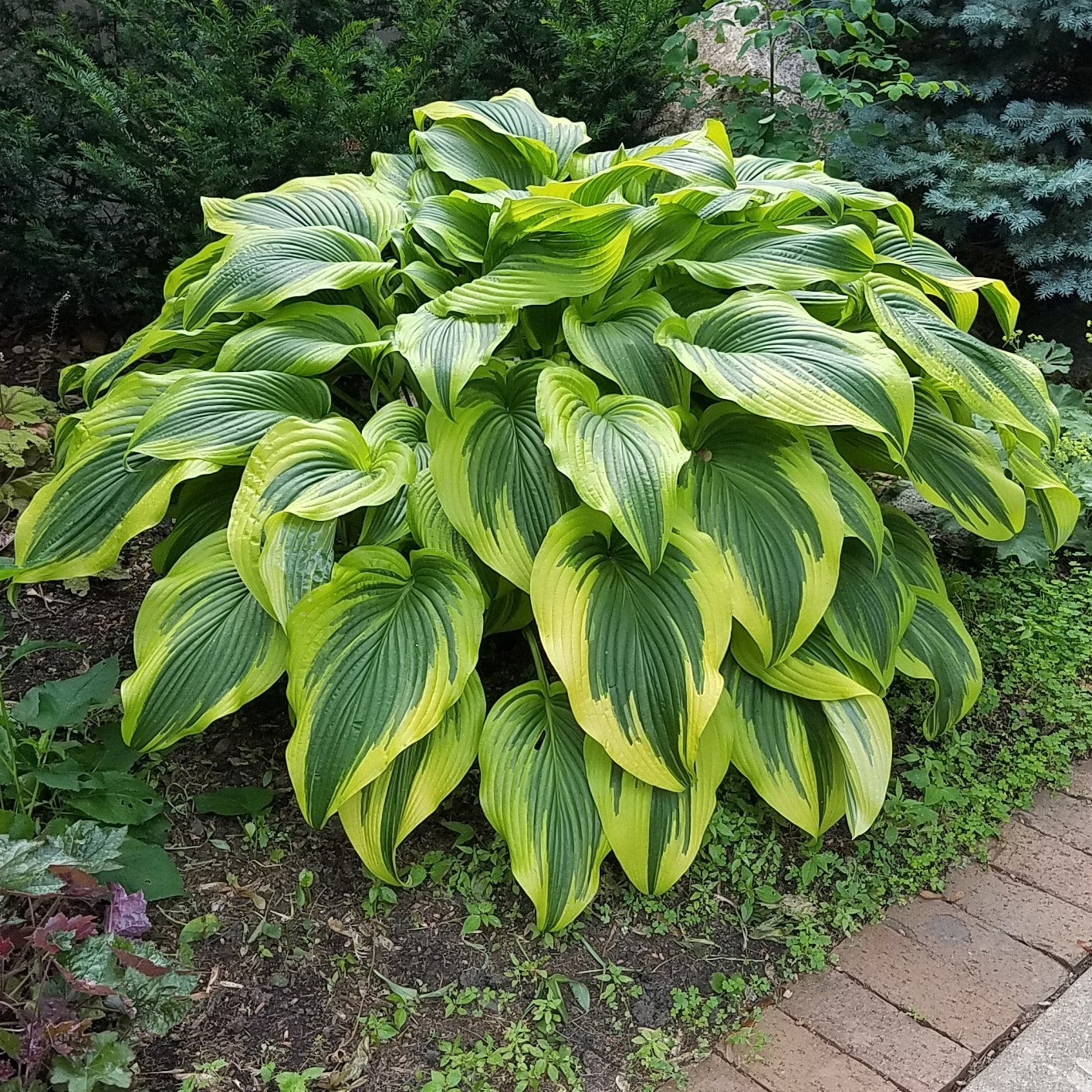 Hosta 'Aureomarginata'