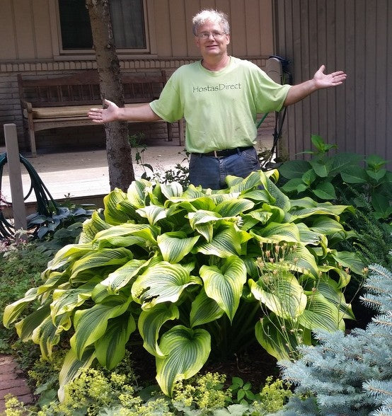 Hosta 'Aureomarginata'
