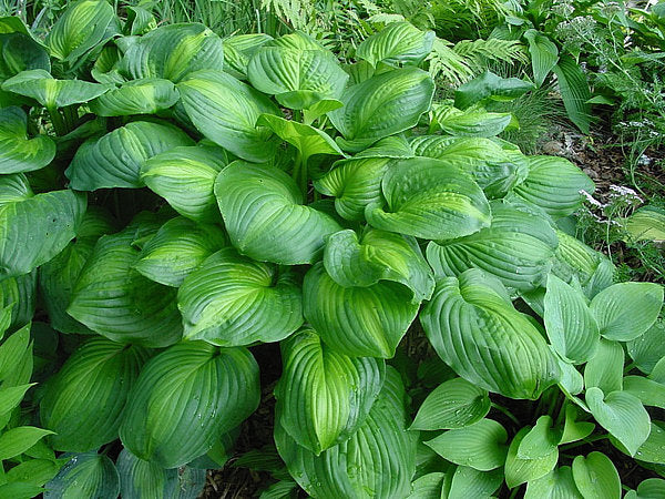 Hosta 'Avocado'