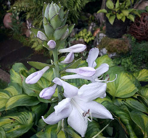 Hosta 'Avocado'