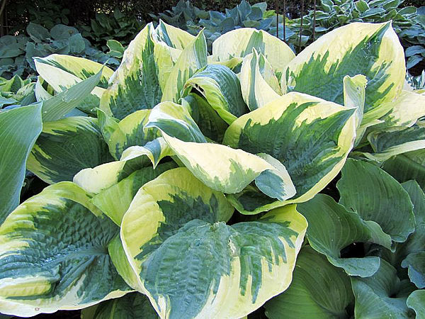Hosta 'Band of Gold'