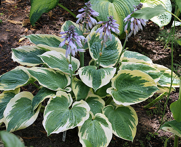 Hosta 'Band of Gold'