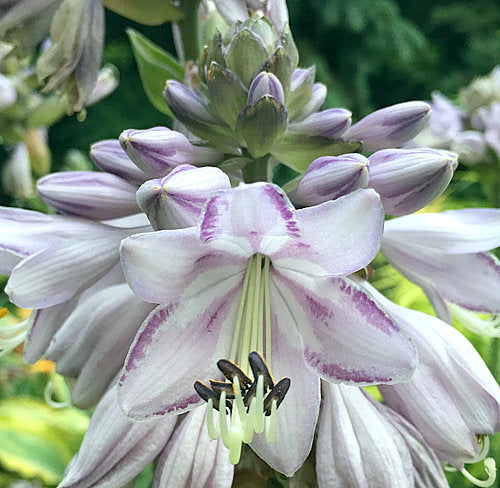 Hosta 'Beyond Glory'