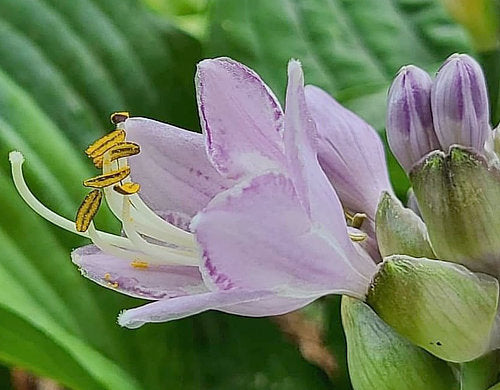 Hosta 'Beyond Glory'
