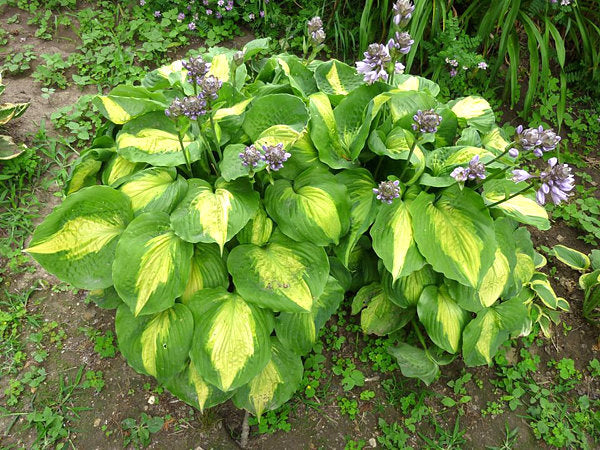 Hosta 'Beyond Glory'