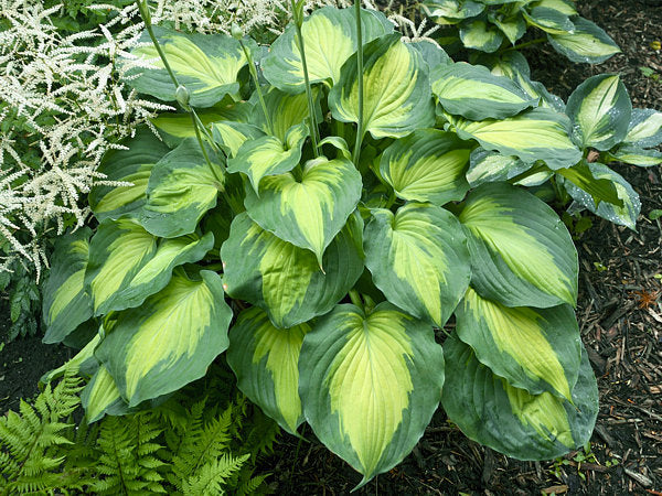Hosta 'Beyond Glory'