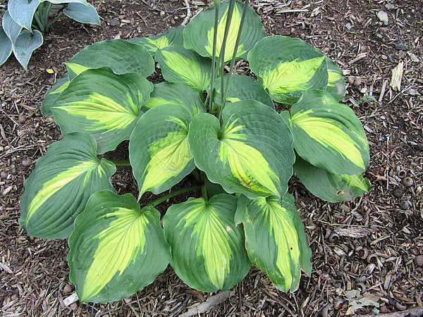 Hosta 'Beyond Glory'