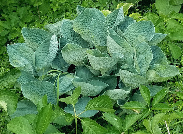 Hosta 'Big Daddy'