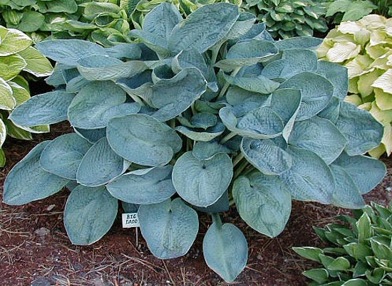 Hosta 'Big Daddy'