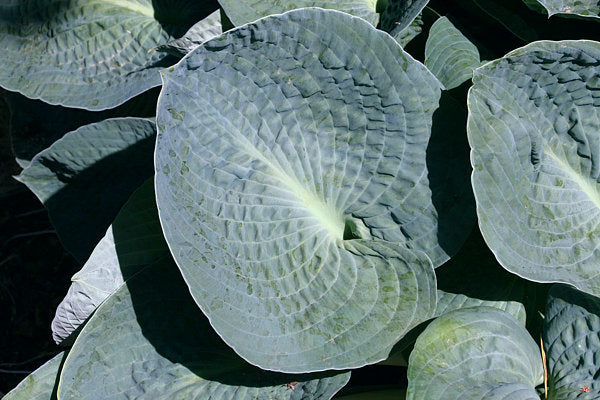 Hosta 'Big Daddy'
