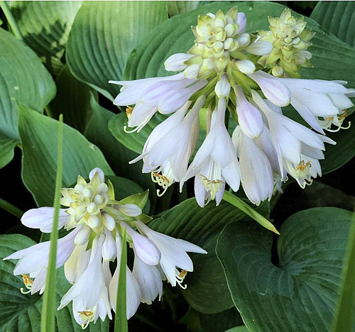 Hosta 'Blue Angel'