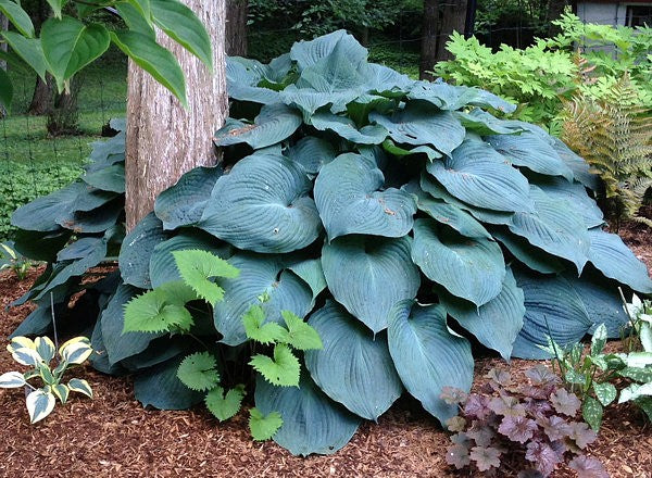 Hosta 'Blue Angel'