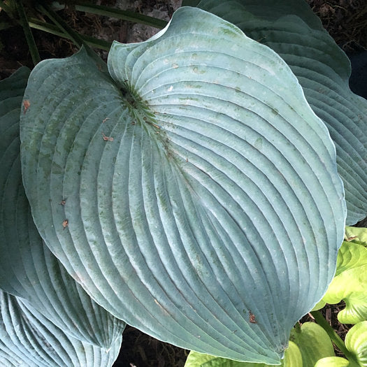 Hosta 'Blue Angel'