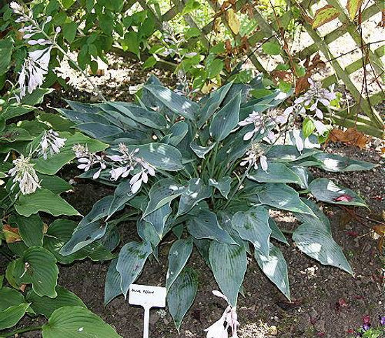 Hosta 'Blue Arrow'
