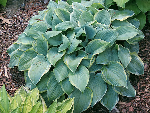 Hosta 'Blue Flame'
