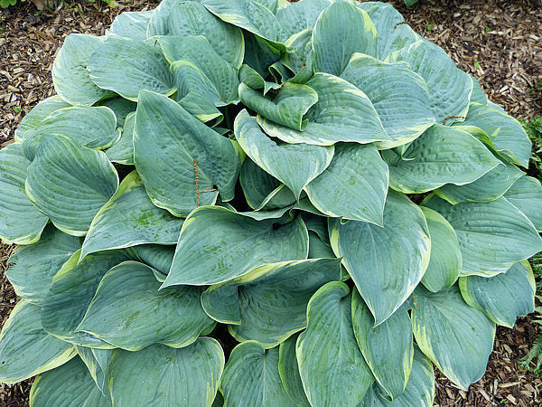 Hosta 'Blue Flame'