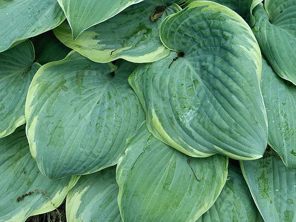 Hosta 'Blue Flame'