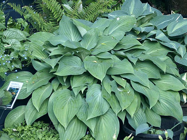 Hosta 'Blue Haired Lady'