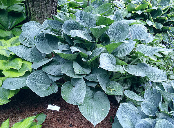 Hosta 'Blue Hawaii'