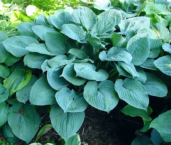 Hosta 'Blue Hawaii'