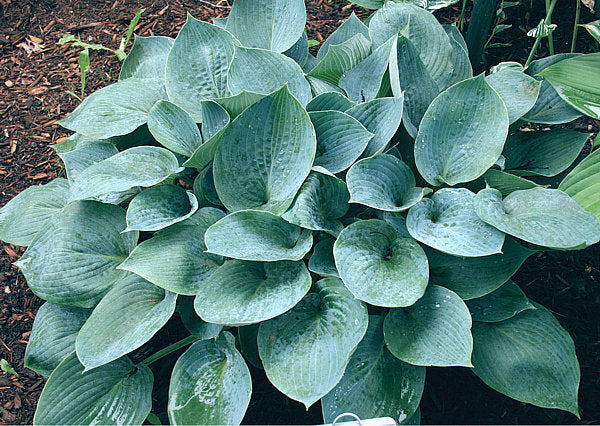 Hosta 'Blue Jay'