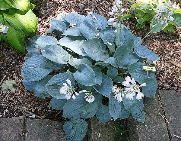 Hosta 'Blue Jay'
