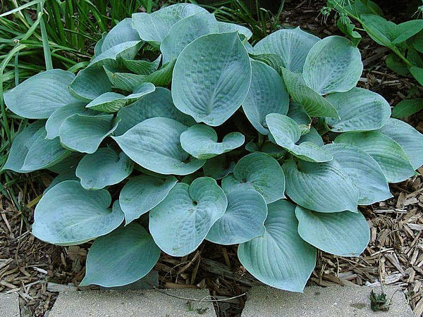 Hosta 'Blue Jay'